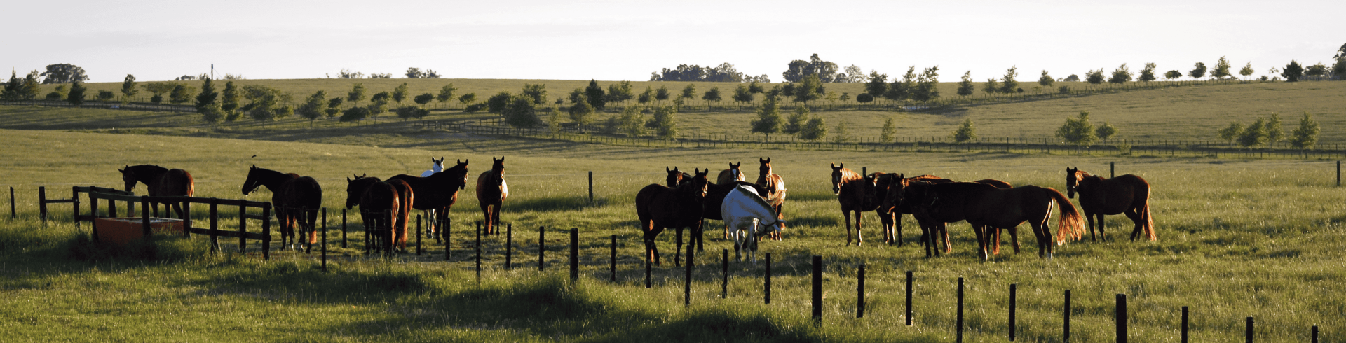 Circuito Raizes do Sul